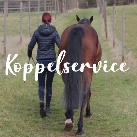 Koppelservice Pferd